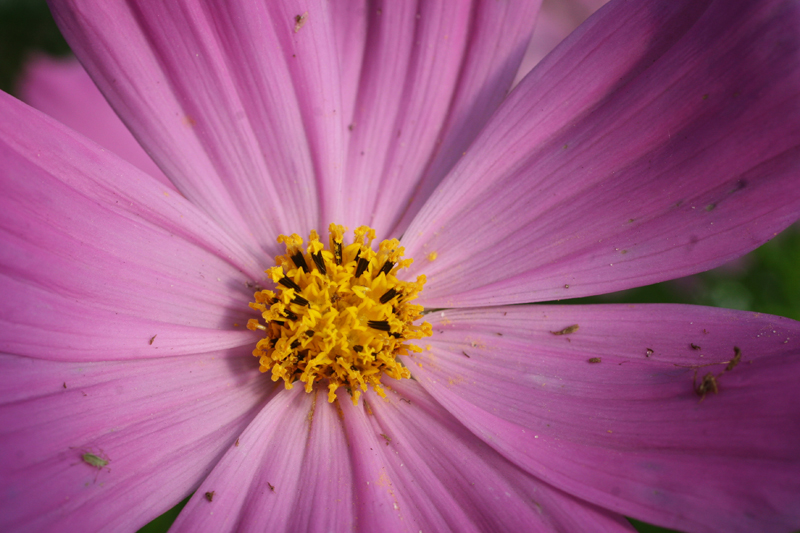 [cosmos+flowers.jpg]