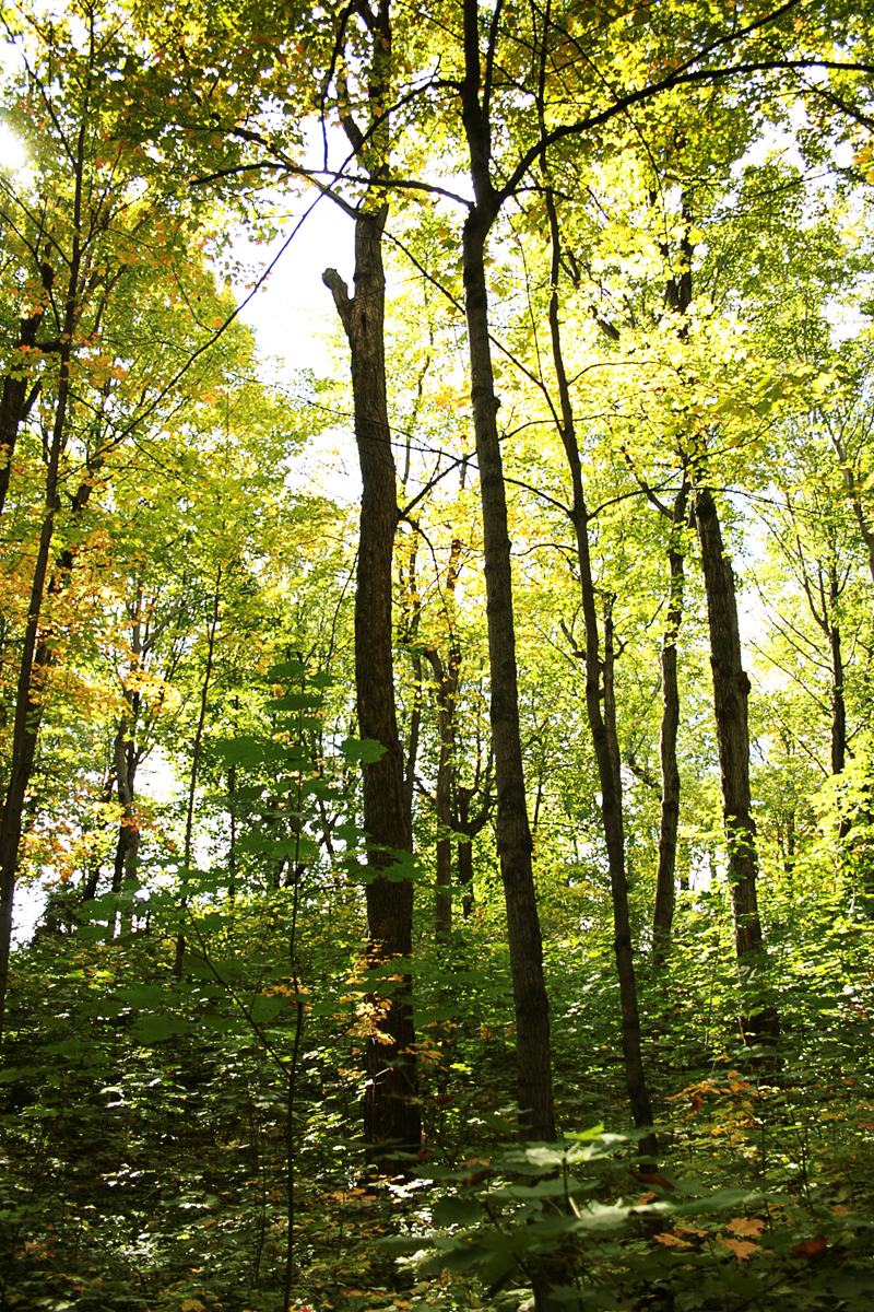 [automne+jaune+2.jpg]