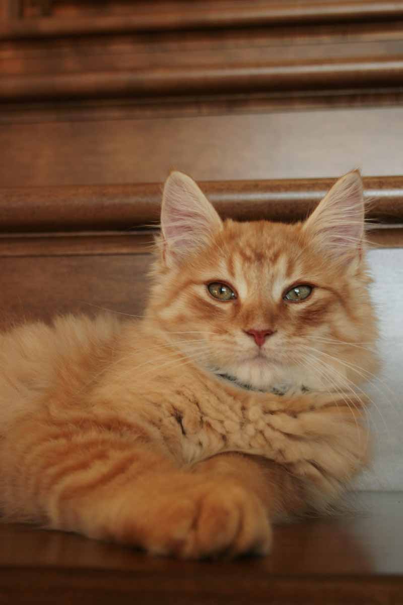 [master+of+the+house.jpg]