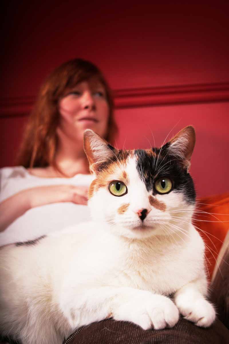 [Chat+sur+les+genoux.jpg]