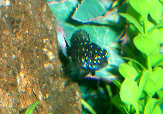 In Our Fish Tank