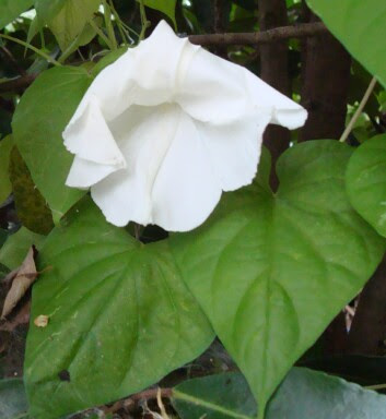 Maitri's Heart: Moonflower Days... A Single Day Holds The Entire Cycle ...
