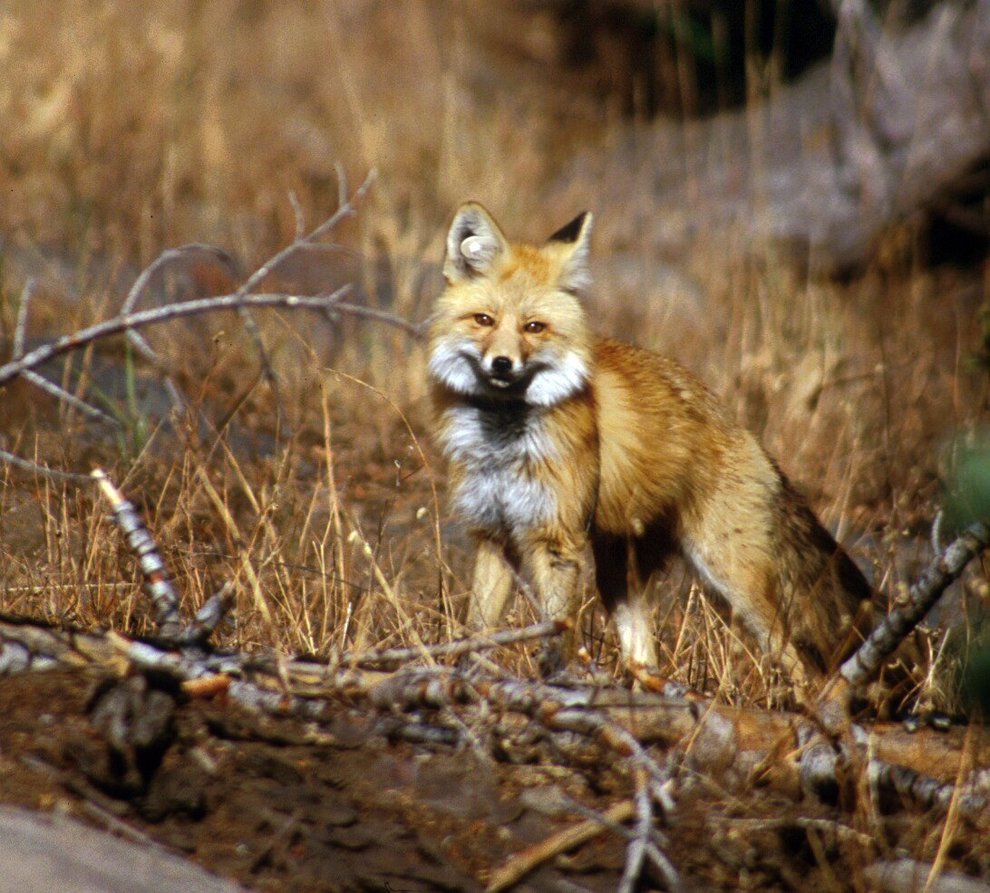 CFZ: Daily News: Red fox sighting may spur federal protection