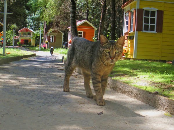 CFZ: Daily News: Man Builds Cat-Sized Village for Homeless Cats