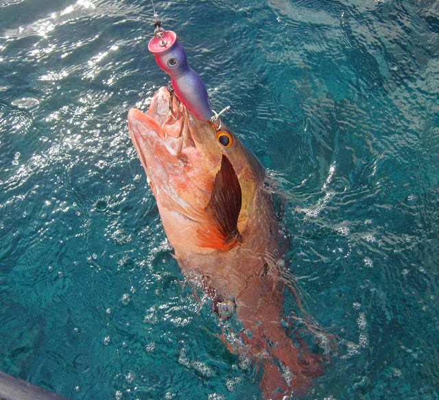 CHUANGOU Rete Per Farfalle Babini Rete Da Pesca Farfalla Telescopica - Foto 11