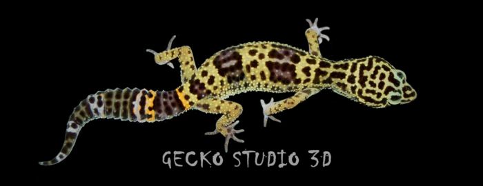 Gecko Studio 3D
