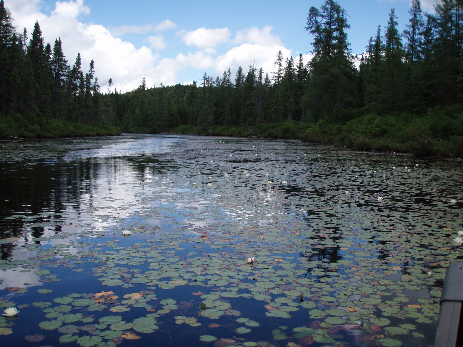 GrapeScot A Culinary Jewel in Algonquin Park