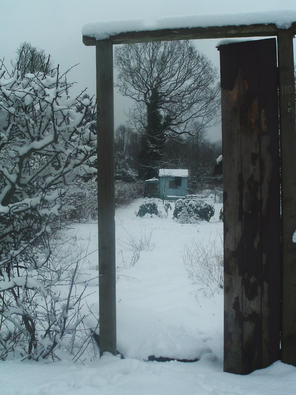 [Snowy+allotment+2+09.02.07.jpg]