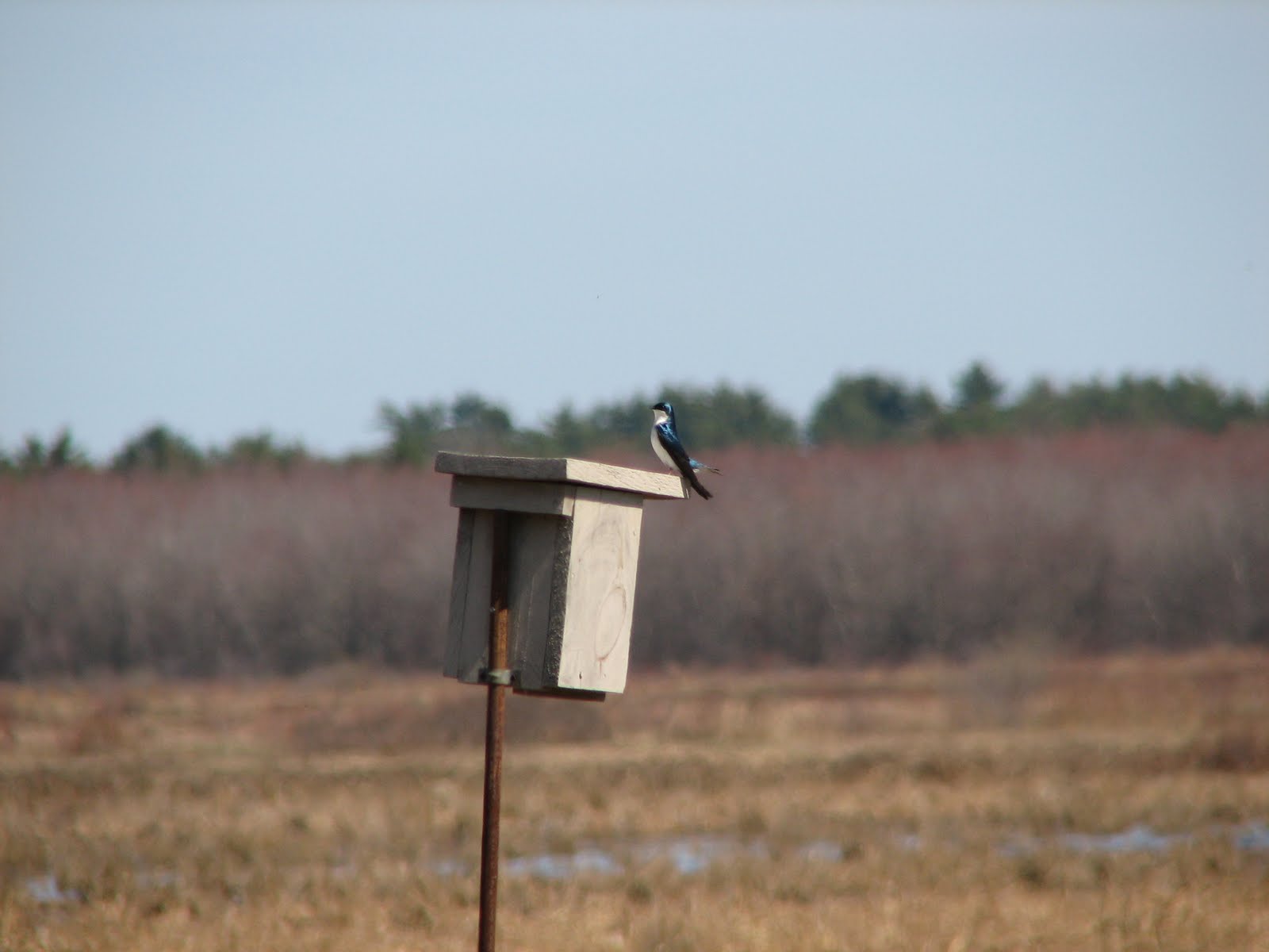 BirdingGirl Tree Swallow House