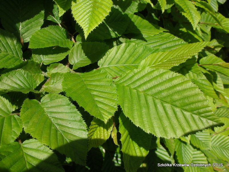 grab pospolity carpinus betulus szkółka STUS