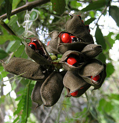 Rosary Pea