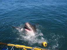 Shark Cage Diving with the Great Whites!
