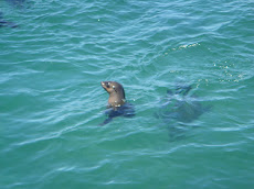 Baby Seal on the Shark Alley Trip
