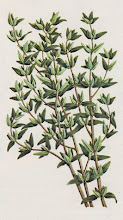 THYME