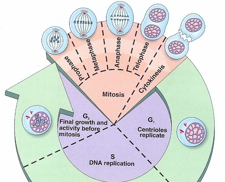 Biolog 237 A Ciclo Celular Mitosis Meiosis Gambaran Biolog 237 A Ciclo Celular Mitosis Meiosis Gambaran