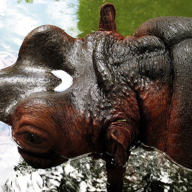 [hipopótamo.jpg]