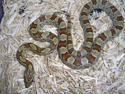 Best Feeding Schedule For Hatchling Snakes