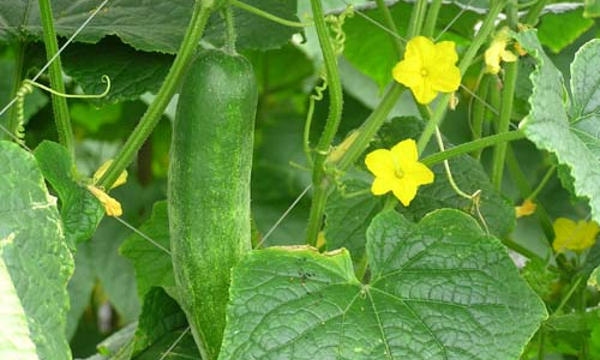 AKU KAMU DAN KITA SEMUA Khasiat beberapa buah daun dan AKU KAMU DAN KITA SEMUA Khasiat beberapa buah daun dan