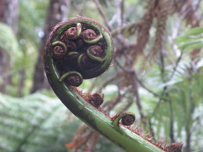 gesunde vegetarische Ernährung: Coromandel Peninsula: Hot Water Beach