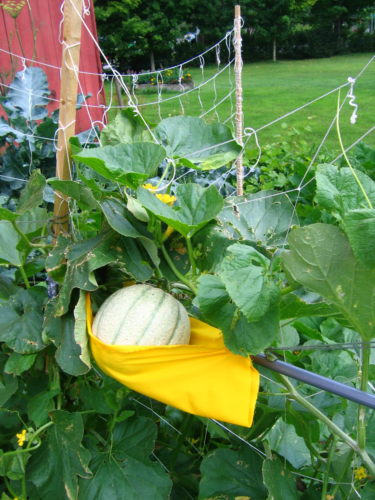 Observer's Log Melon Hammocks & Zucchini Overload