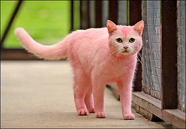 PINK+CAT.jpg