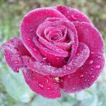 Cara Menanam Mawar  Hitam Pengertian dan  Arti  Bunga  Mawar  