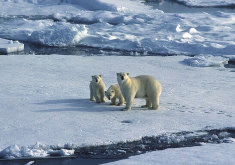 [polar-bears-climate-change.jpg]