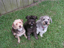 our mutts:  Tag, Roux, and Rio