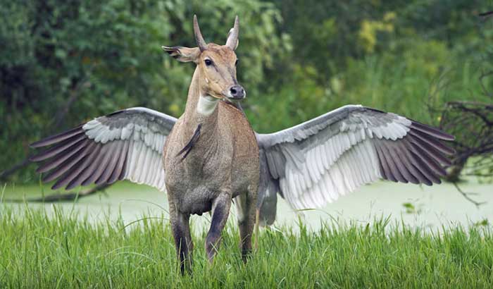 Nothing To Do With Arbroath: Pegasus flies in for a quick visit