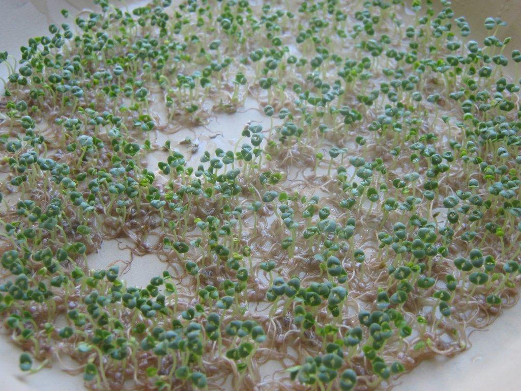 the happy raw kitchen Sprouting Chia Seeds