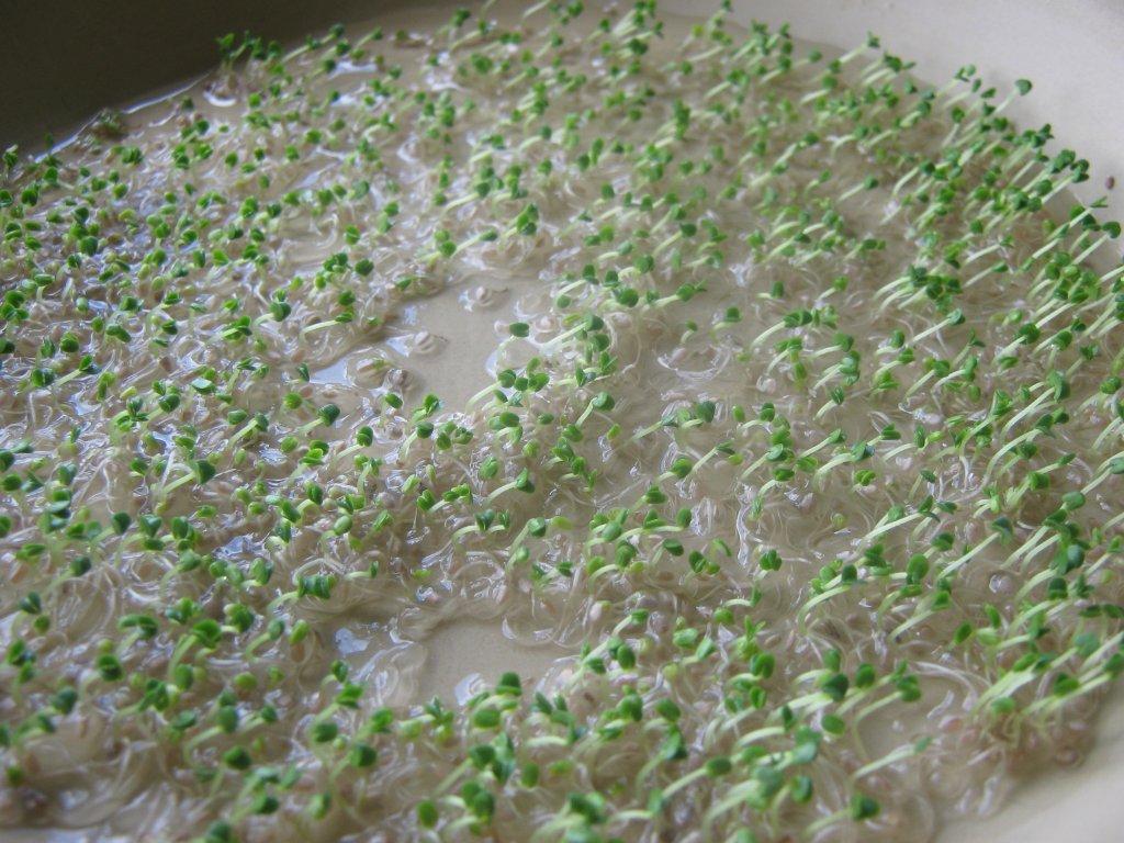 the happy raw kitchen Sprouting Chia Seeds