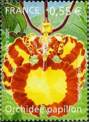 [france_orchideepapillon.jpeg]