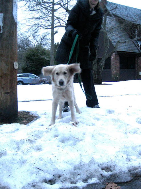 Kelsey showing Waban Ave snowy sidewalk
