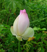 lotus nelumbo