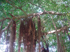 Urskive serviet skrivestil my rustic bajan garden: the bearded fig tree