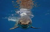 Great White Shark