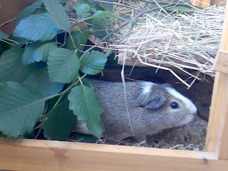 Meerschweinchen Meerschwein Otto Bild Foto pic