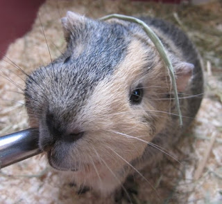 Meerschweinchen Meerschwein Otto Bild Foto pic 