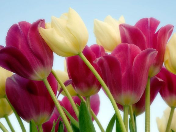 [y6904tulipas.jpg]