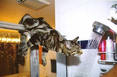[funny-cat-drinking-from-shower.jpg]