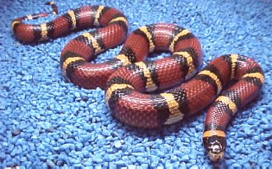 milksnake handling milksnake handling