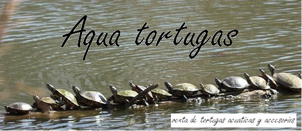 Aqua tortugas