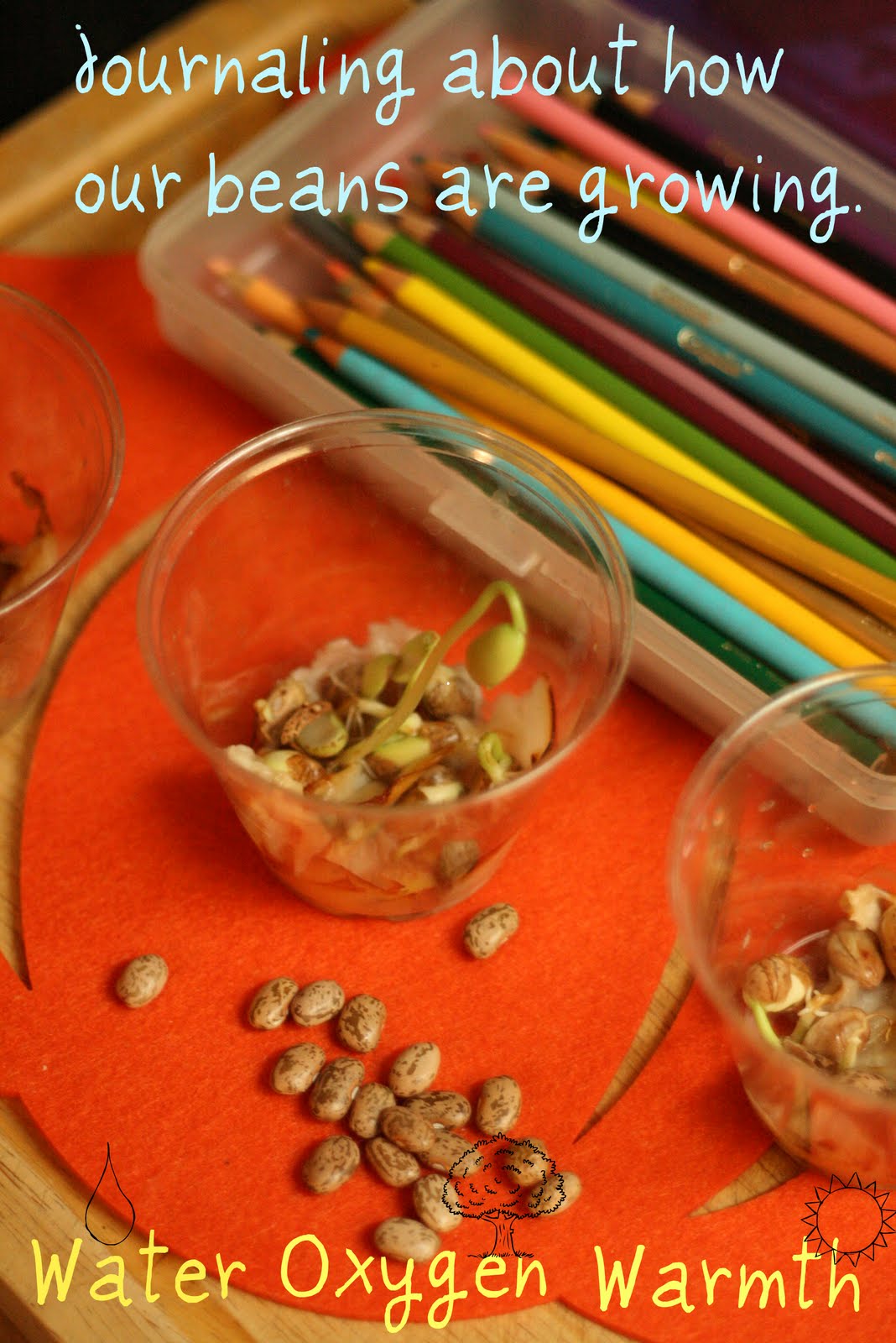 Our School House Growing Pinto Beans