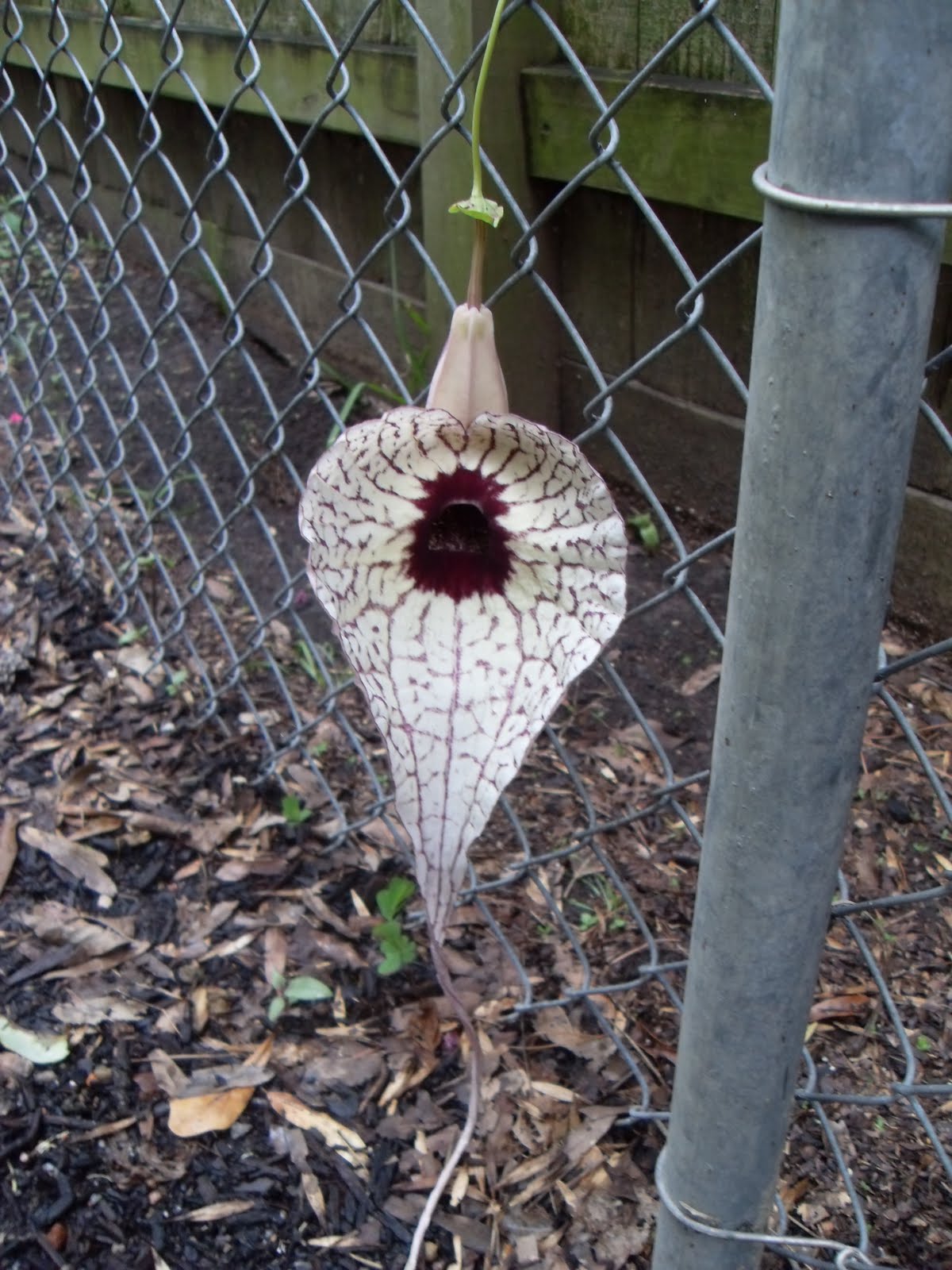 Fabric and Flowers in Texas: Nature's Oddities