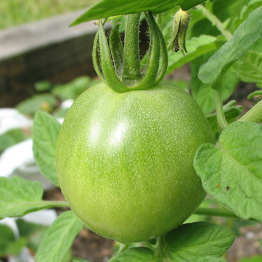 [green+tomato+closeup.jpg]