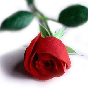 Why the Red Rose Signifies