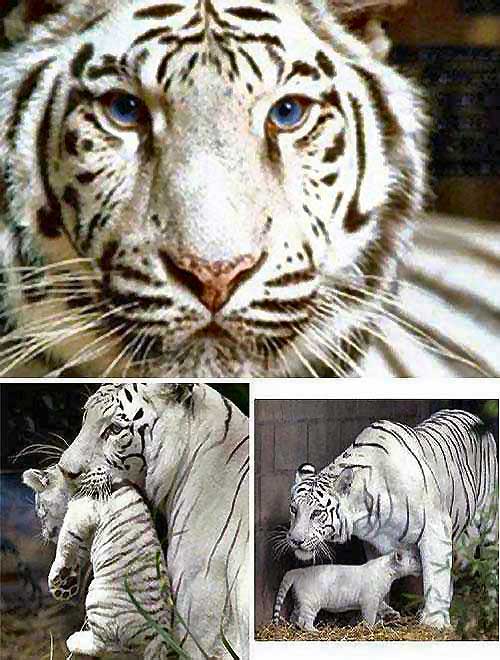 Amiciinallegria La Tigre Bianca