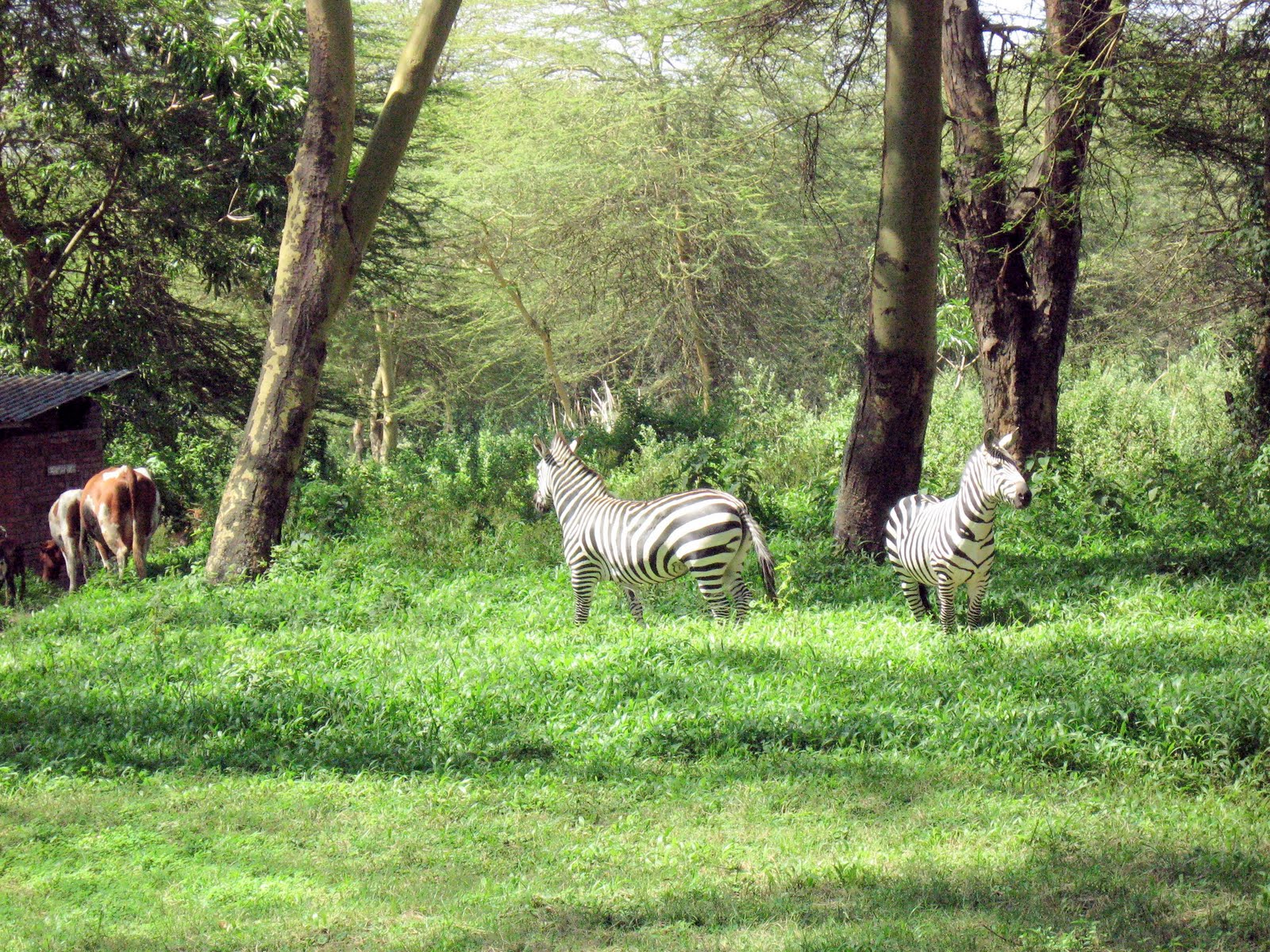 Linda s Yoga Journey Reflections On 2010 And Ruminations On The Future