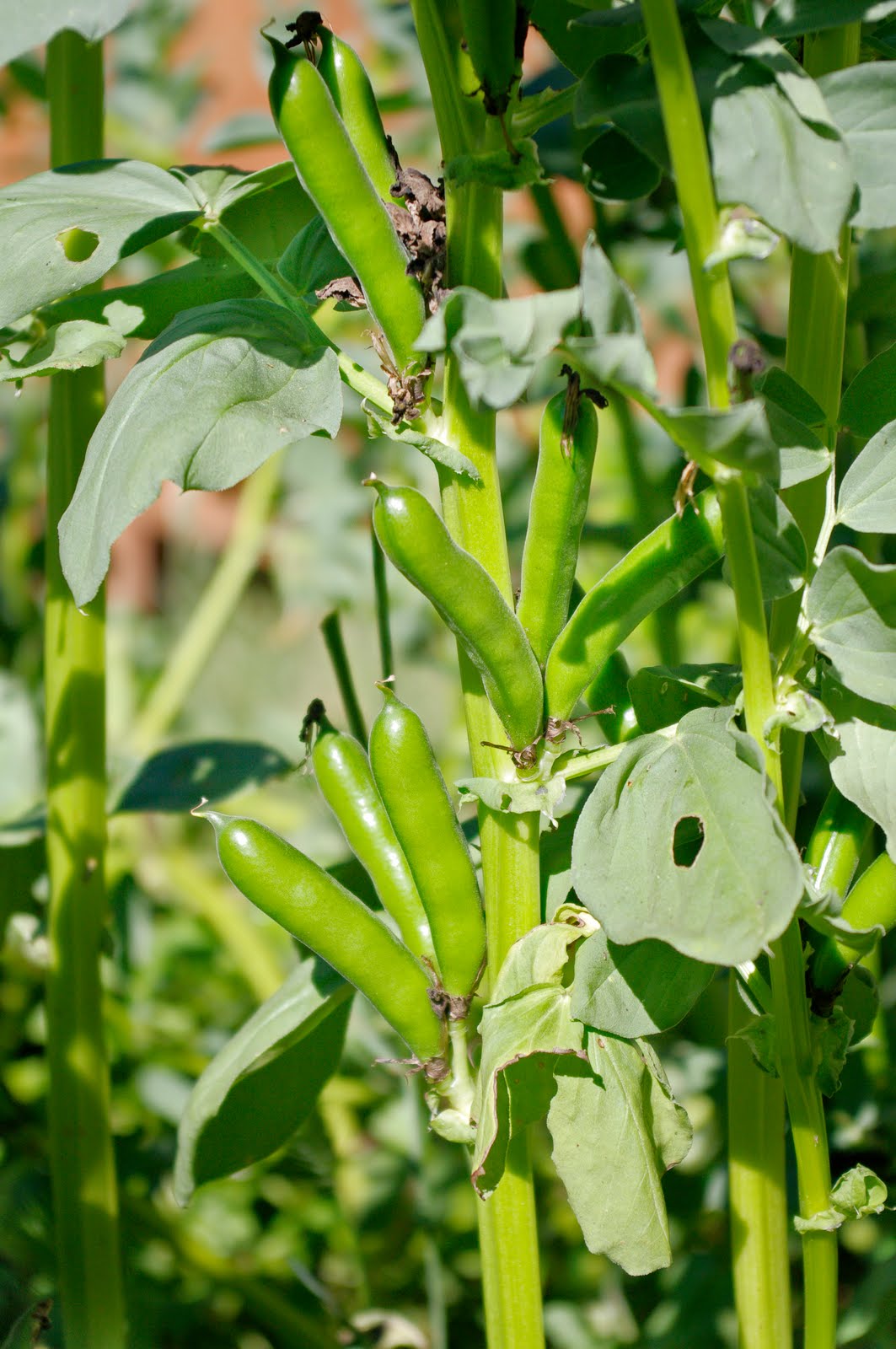 Misterkens Blog - Dijemeric Visualizations where math meets