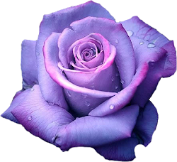 rose purple lavender flower pink lavendar lauren london google